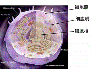 细胞核系统的控制中心3图文.ppt.ppt