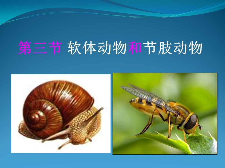 生物软体动物和节肢动物.ppt_第2页