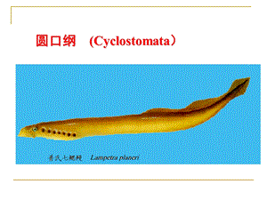 大学动物学圆口纲.ppt