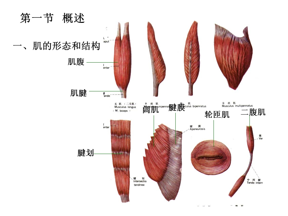 10肌学概述头颈肌.ppt_第3页