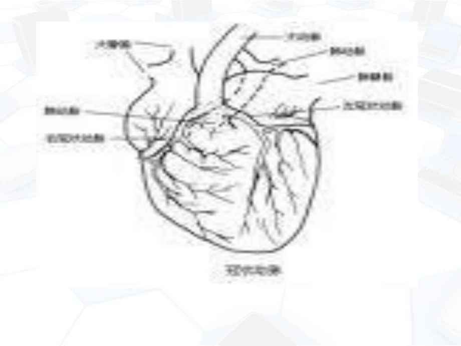 心脑血管病及其营养调理ppt课件图文.ppt.ppt_第3页