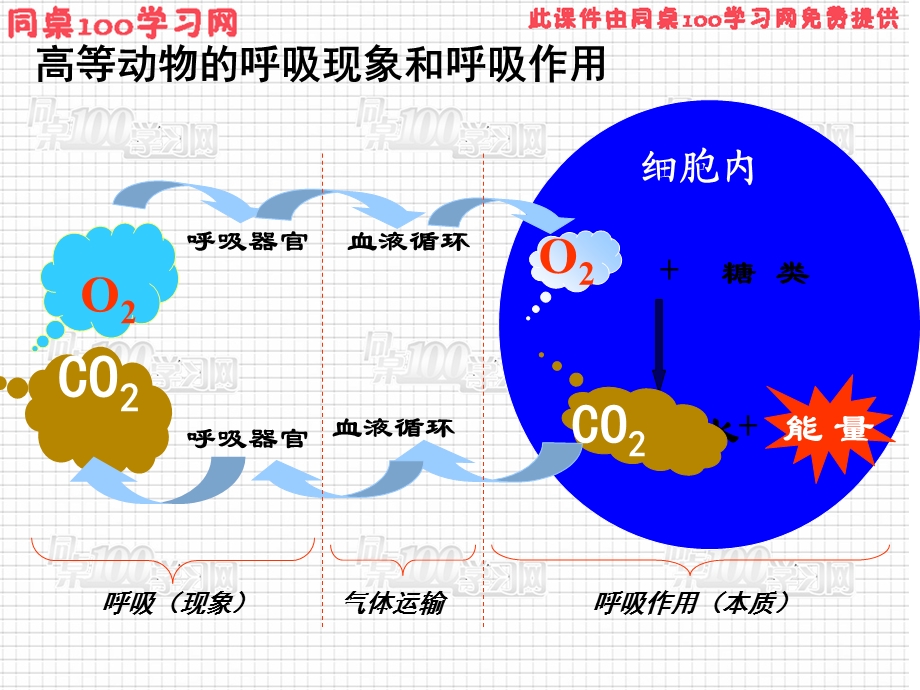 第3部分ATP的主要来源细胞呼吸.ppt_第2页