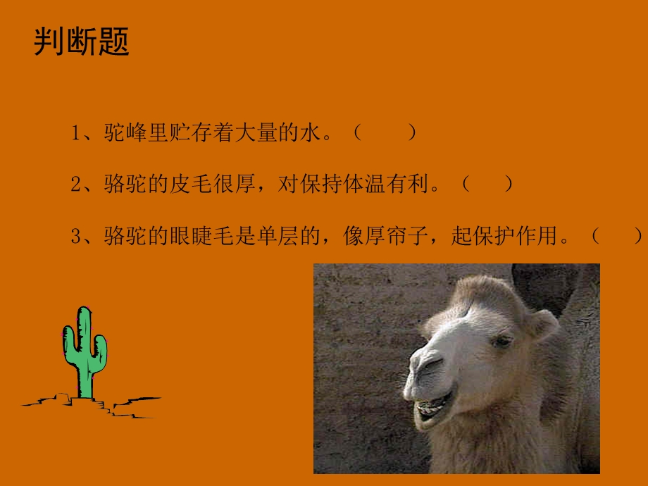 沙漠之舟（课件）.ppt_第3页