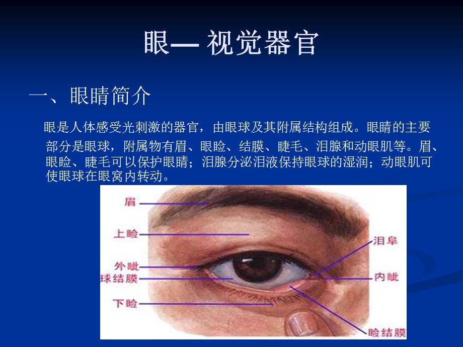 眼睛视觉器官.ppt_第1页