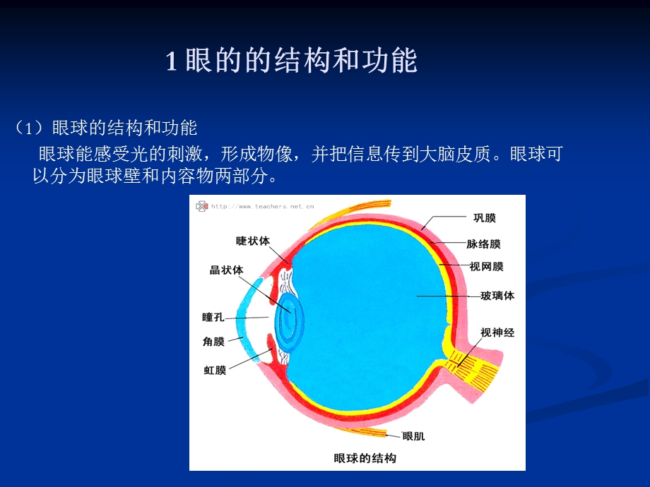 眼睛视觉器官.ppt_第2页