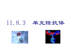 1183单克隆抗体.ppt