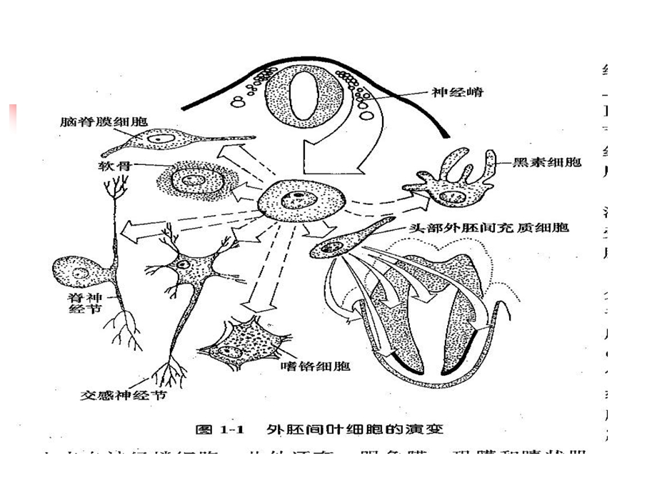 师范大学排名.ppt_第3页