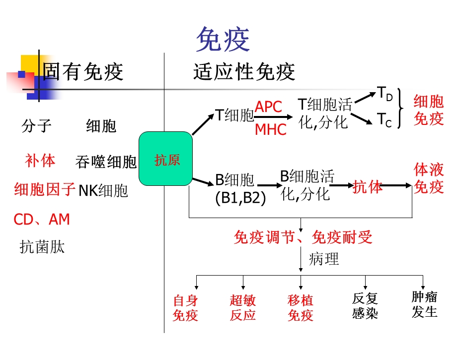 免疫学总复习.ppt_第2页