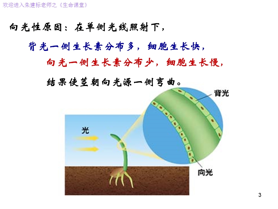 必修3稳态与环境3.2生长素的生理作用(28张).ppt_第3页