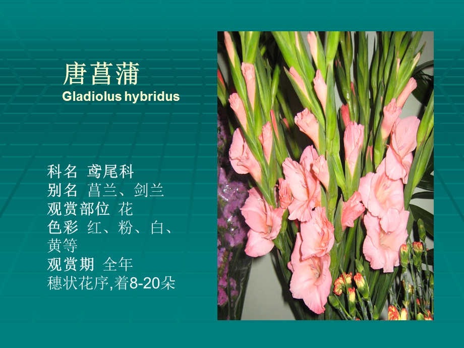 常见插花花材(40种).ppt_第2页