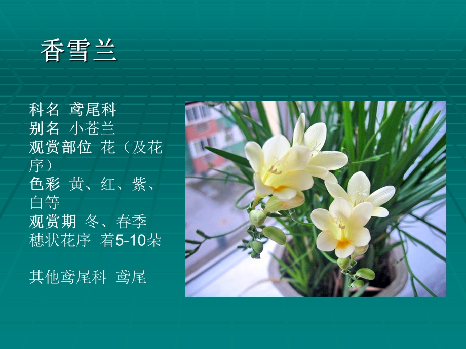 常见插花花材(40种).ppt_第3页