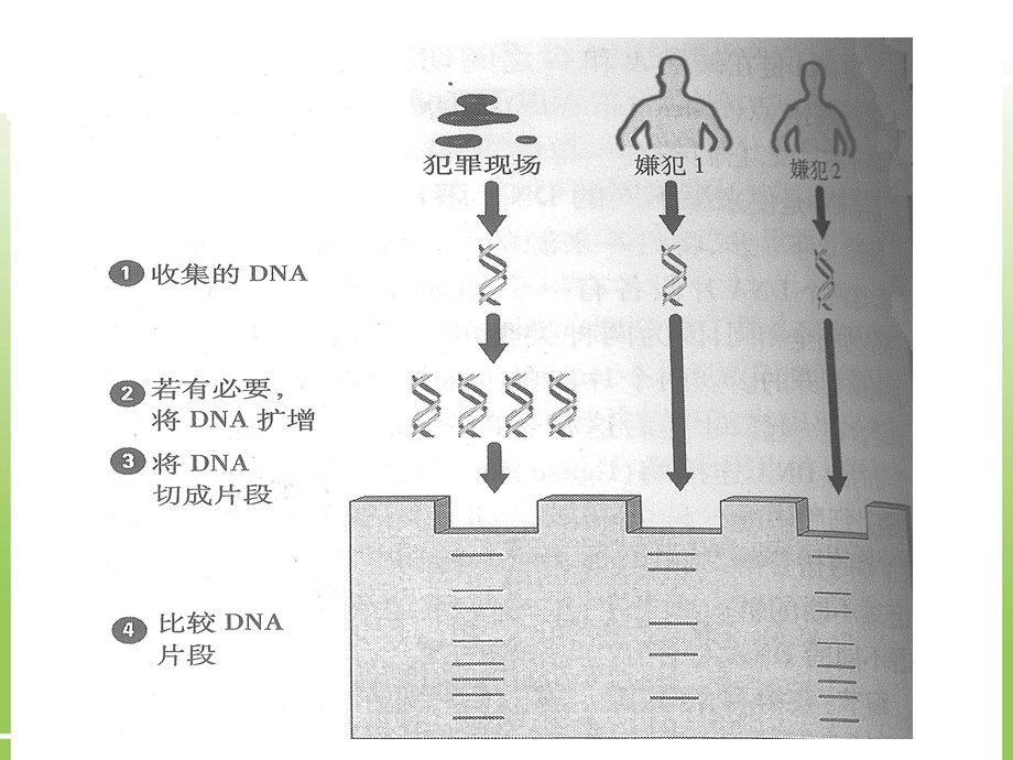 必修1第二章第3节遗传信息的携带者-核酸(共26张).ppt_第1页