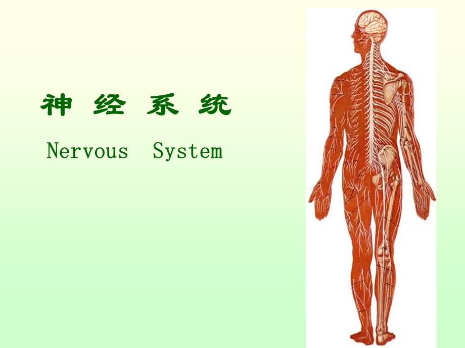 概述脊髓脊神经.ppt_第1页