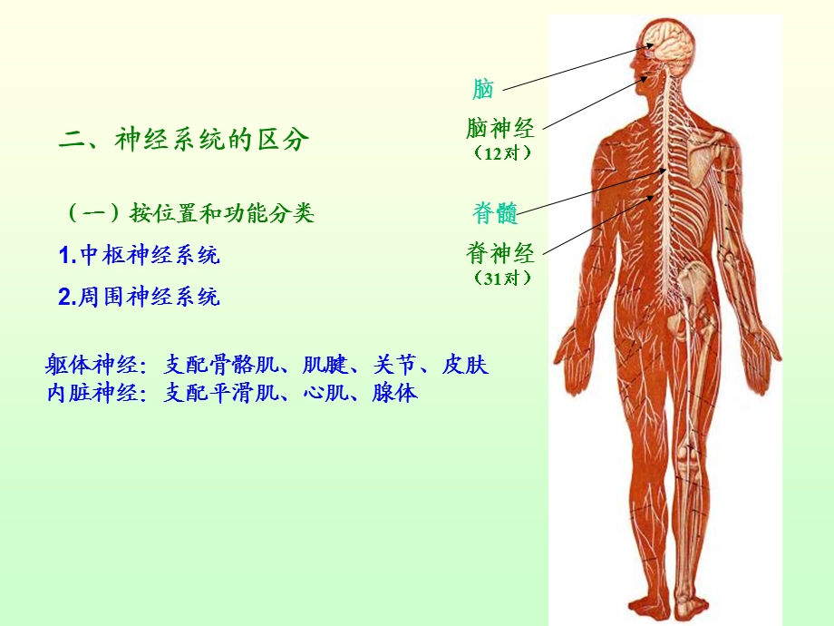 概述脊髓脊神经.ppt_第3页