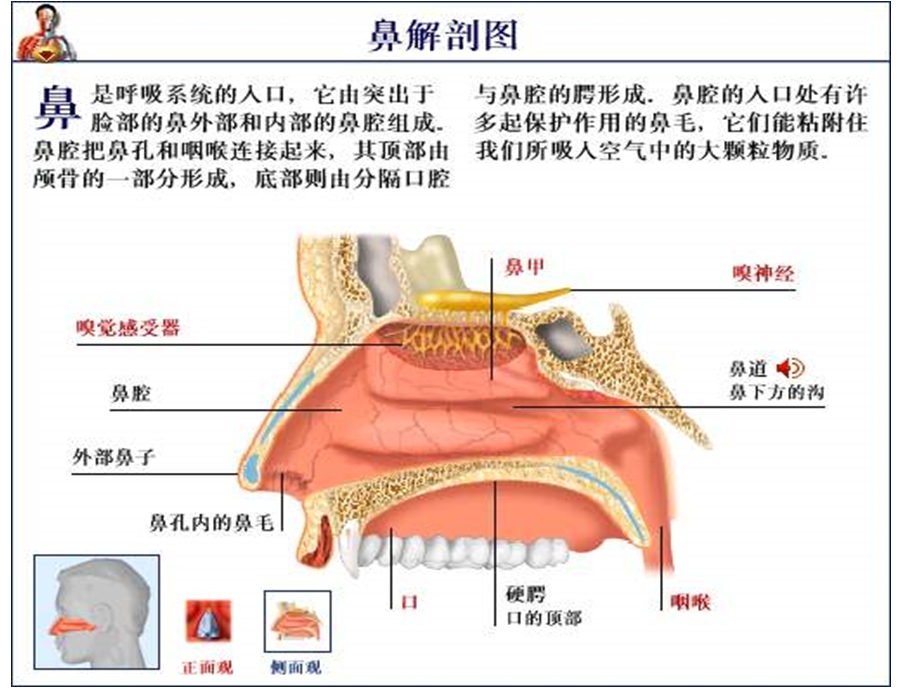 总论、耳鼻咽喉组织病理学.ppt_第3页