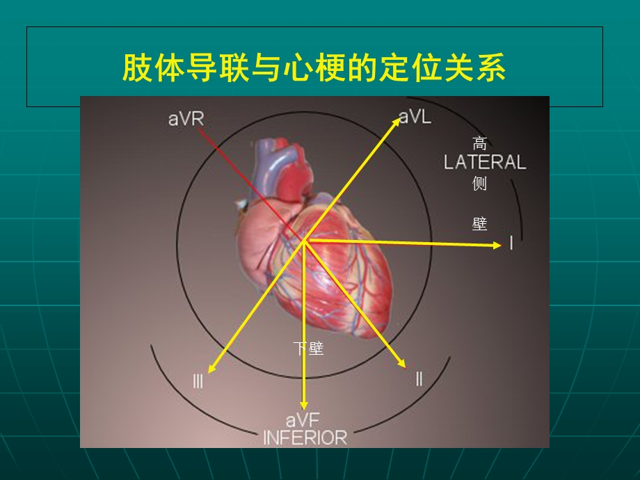 冠状动脉供血区域.ppt_第3页