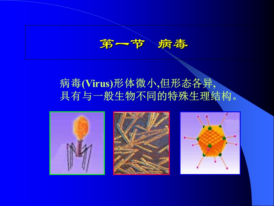 病毒与亚病毒因子.ppt_第3页