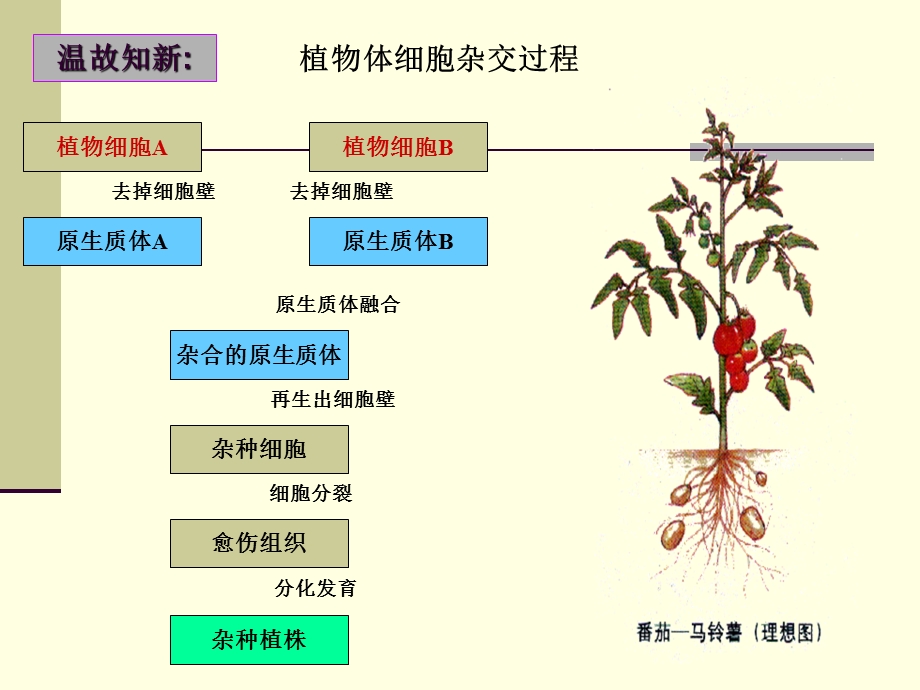 动物细胞融合与单克隆抗体超好.ppt_第3页