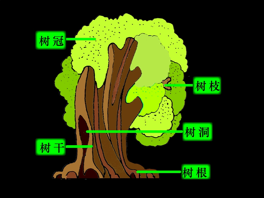 《大树的故事》教学课件.ppt_第3页