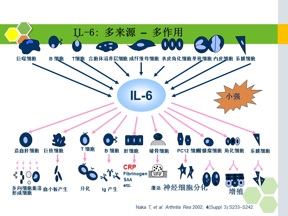 白细胞介素-6的在儿科应用的临床意义.ppt_第3页