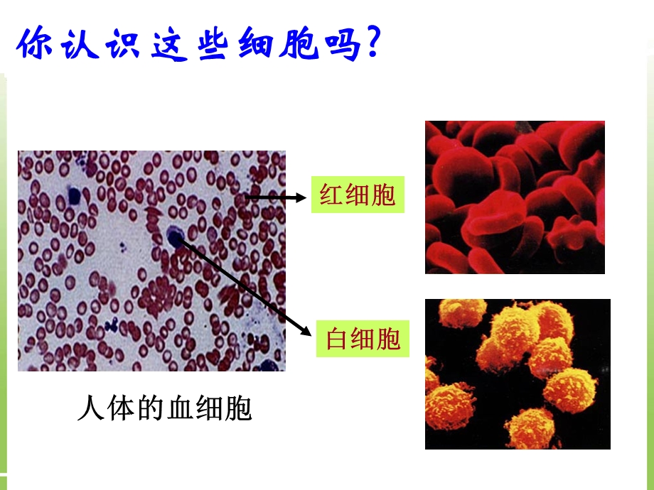 必修1第一章第二节细胞的多样性和统一性(共18张).ppt_第2页