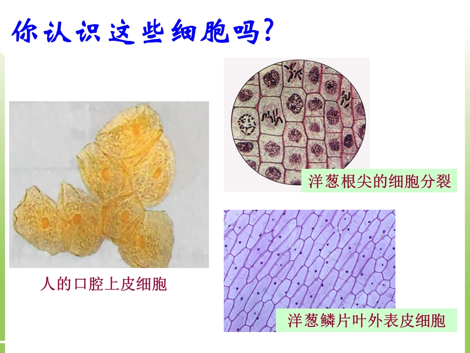 必修1第一章第二节细胞的多样性和统一性(共18张).ppt_第3页