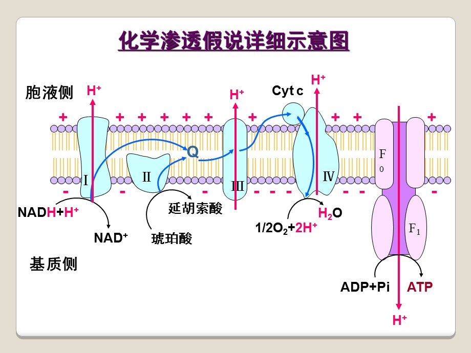 氨基酸代谢临床.ppt_第2页