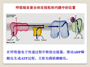 氨基酸代谢临床.ppt