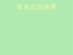 常见农田杂草图鉴.ppt