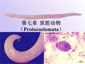 动物生物学原腔动物.ppt