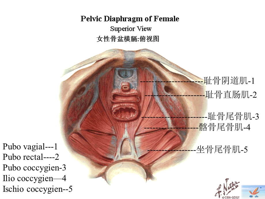 盆底肌肉康复培训幻灯.ppt_第3页