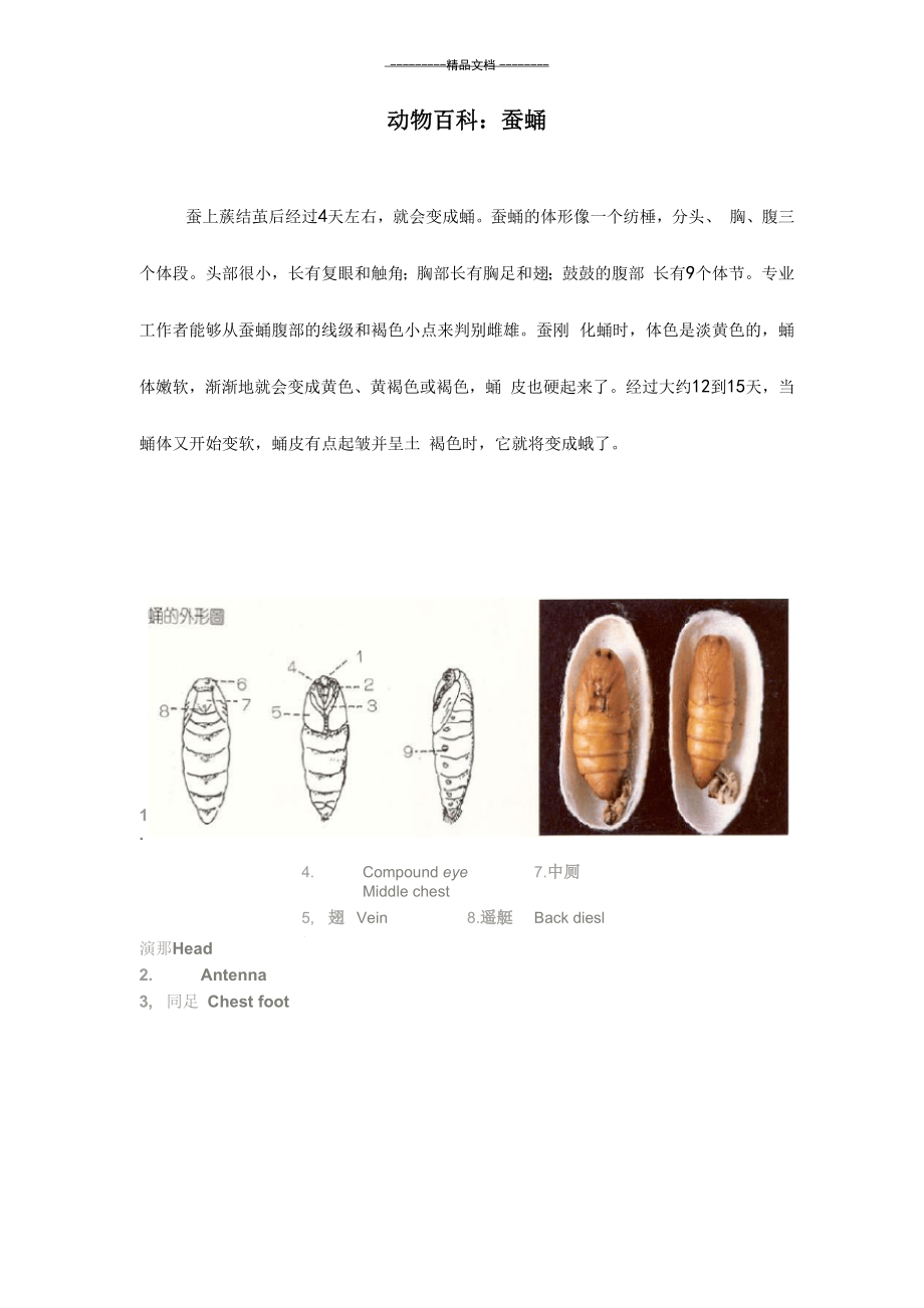 动物百科：蚕蛹.docx_第1页