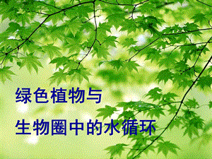 生物绿色植物与生物圈中的水循环.ppt