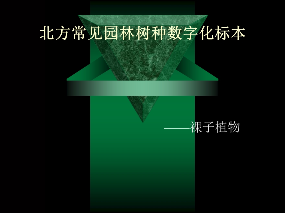 北方常见园林树木裸子植物.ppt_第1页