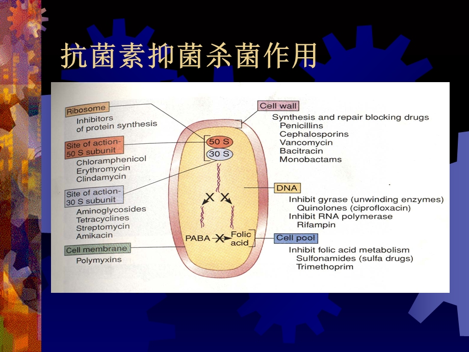 常用抗菌药物机制.ppt_第3页