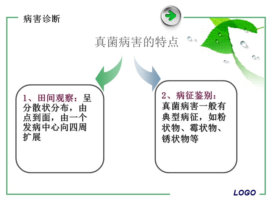 常见真菌病害的诊断.ppt_第3页