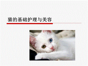 猫的基础护理与美容.ppt