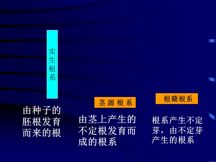 果树生长发育规律根和芽.ppt_第3页