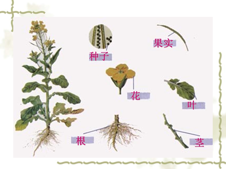 人教版七上使用第二单元第二章第三节植物体的结构层次共13张PPT.ppt_第2页