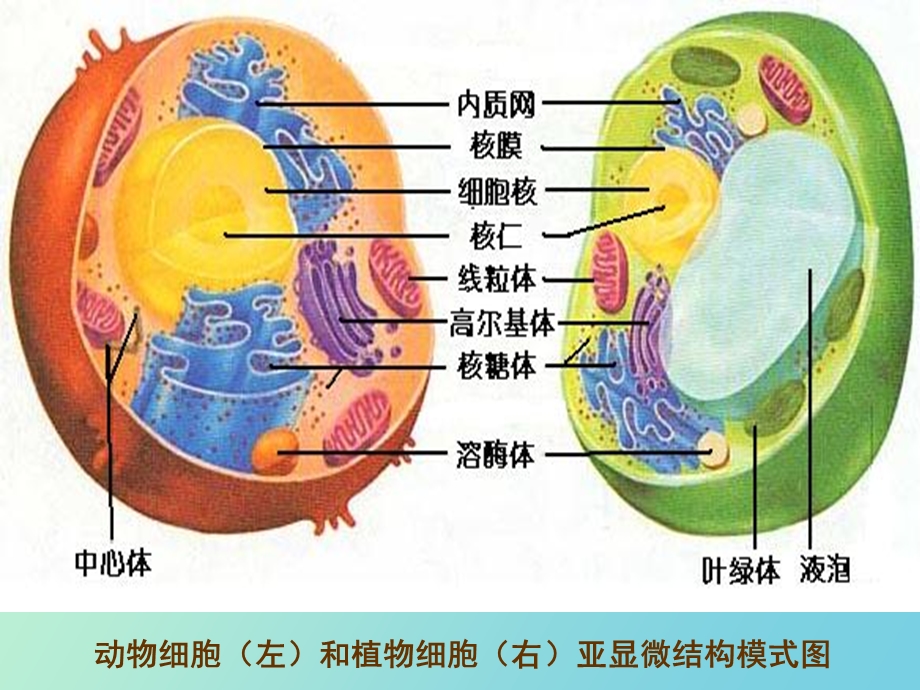 动物细胞左和植物细胞右亚显微结构模式.ppt_第1页