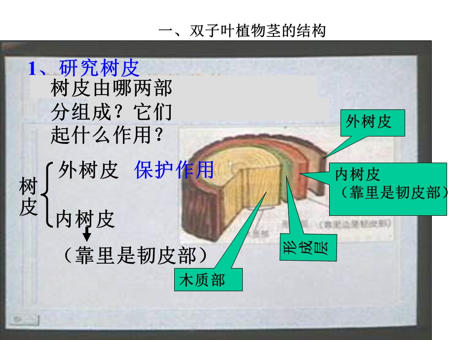 木质部和韧皮部.ppt_第3页