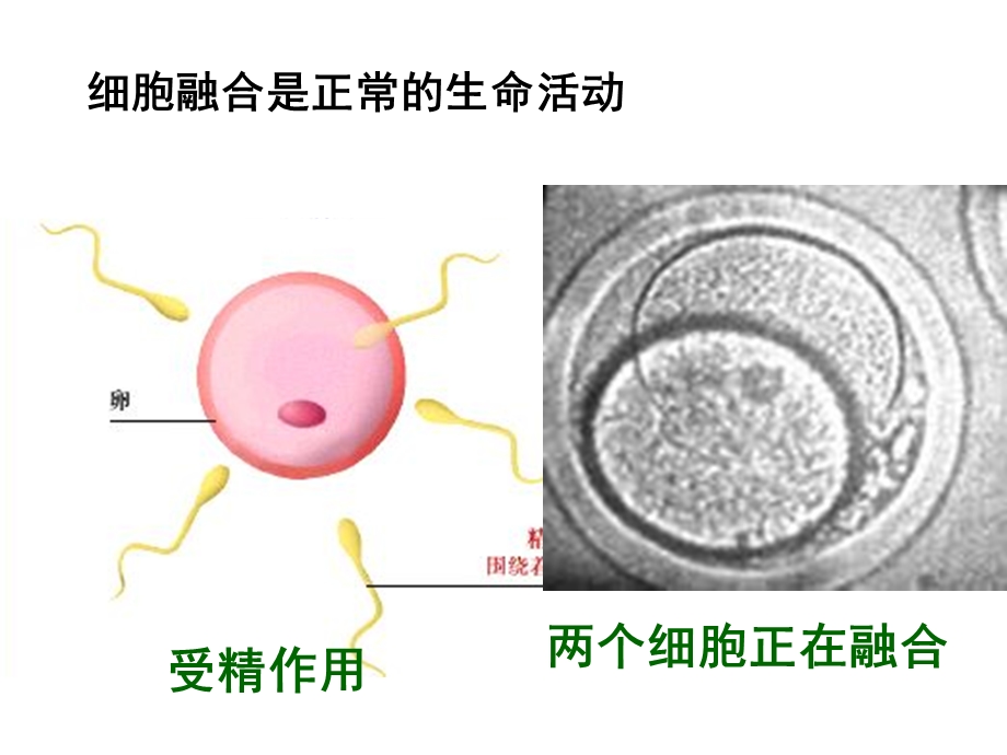 动物细胞融合和单克隆抗体(公开课).ppt_第3页