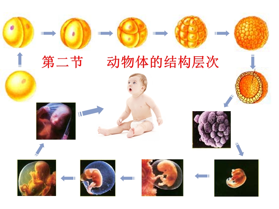 人教版七上第二单元第三章第二节动物体的结构层次共40张PPT.ppt_第1页