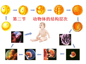 人教版七上第二单元第三章第二节动物体的结构层次共40张PPT.ppt