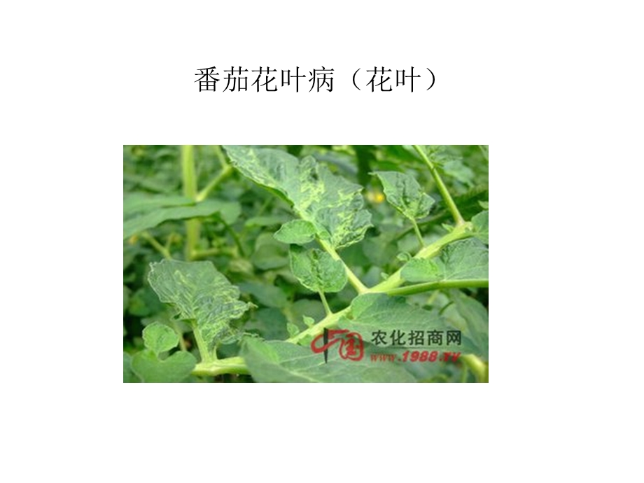 常见植物病虫害图片.ppt_第1页