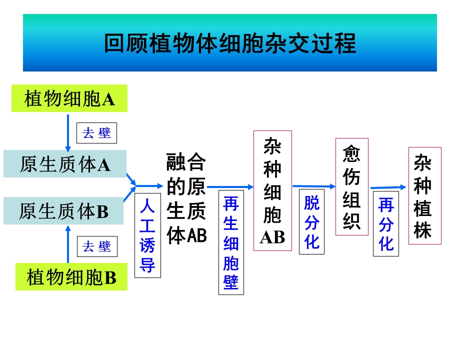 动物细胞融合与单克隆抗体(用).ppt_第2页