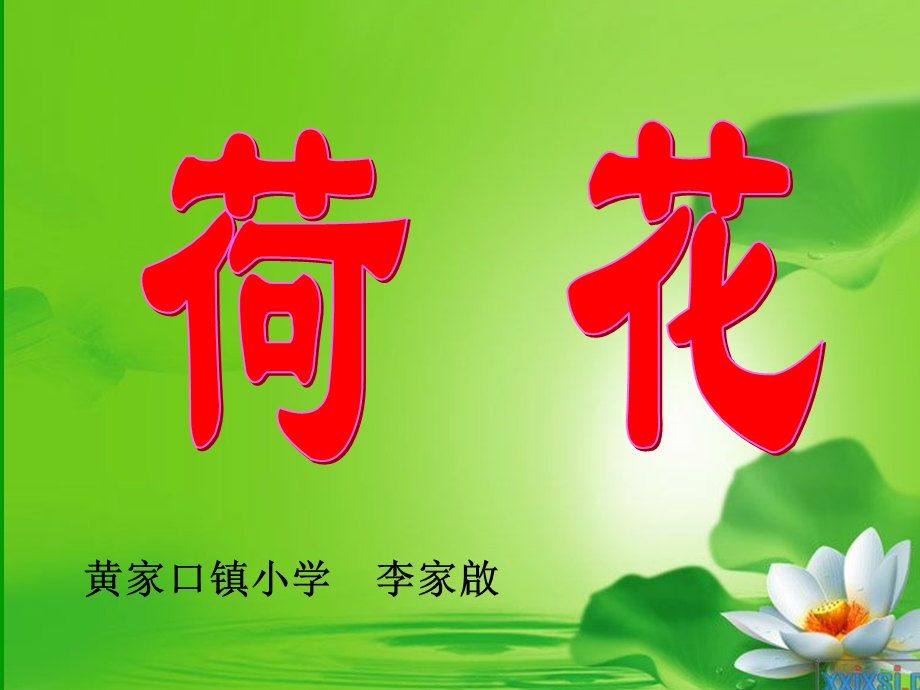 《荷花》教学课件.ppt_第1页