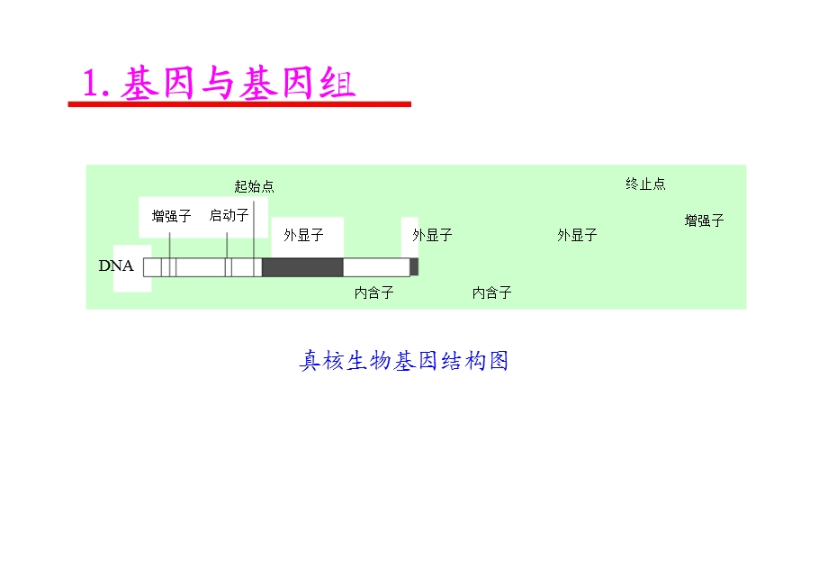 基因表达的调节.ppt_第3页