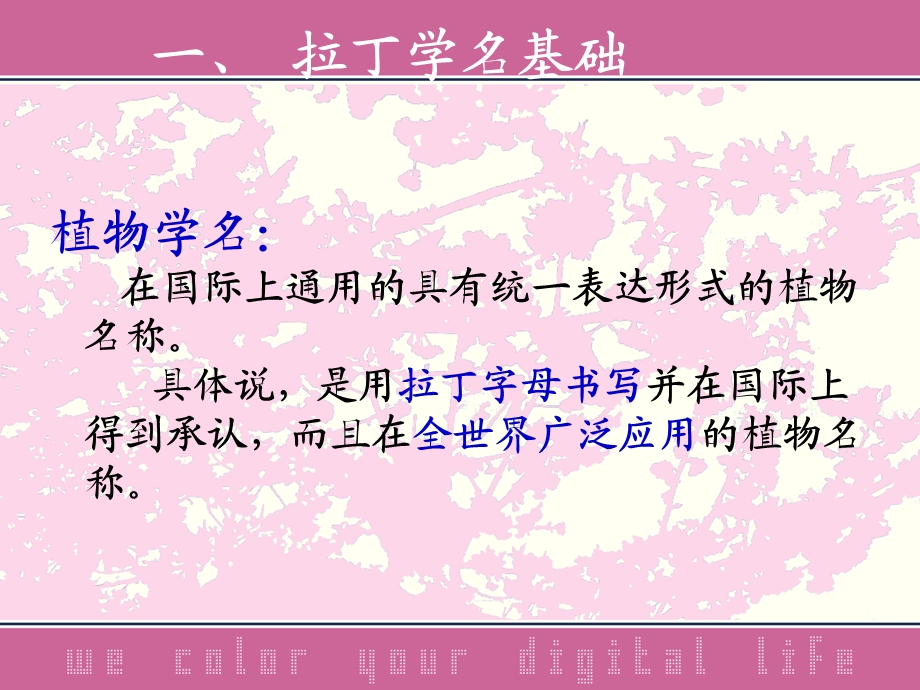 树木学拉丁学名基础.ppt_第2页