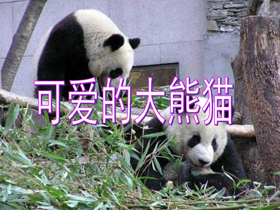 《可爱的大熊猫》[西师版]1.ppt_第2页